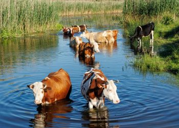 There is a very cool Irish version of swimming pigs in the Bahamas