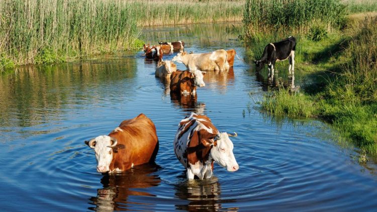 There is a very cool Irish version of swimming pigs in the Bahamas