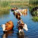 There is a very cool Irish version of swimming pigs in the Bahamas
