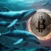 Bitcoin Whales Buy $17 Billion as US ETF Outflows Hit Record
