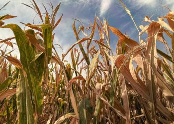 JPMorgan just flagged a slow-building food crisis