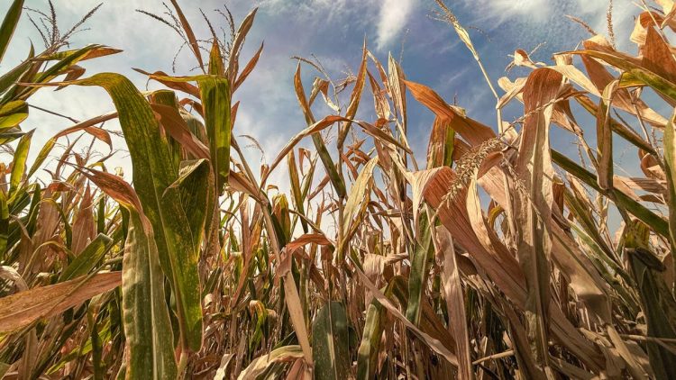 JPMorgan just flagged a slow-building food crisis